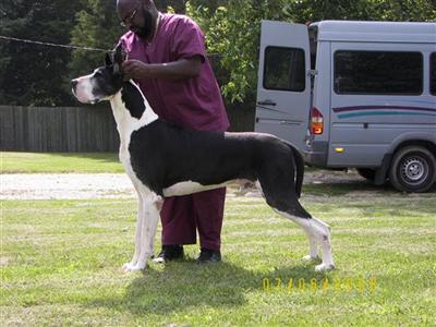 Stud Dogs - Great Dane